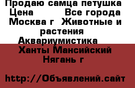 Продаю самца петушка › Цена ­ 700 - Все города, Москва г. Животные и растения » Аквариумистика   . Ханты-Мансийский,Нягань г.